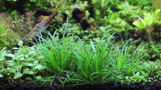 エリオカウロンsp　ベトナム　柔らかい緑葉が魅力の前景草